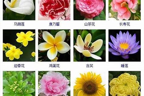 花名 意思